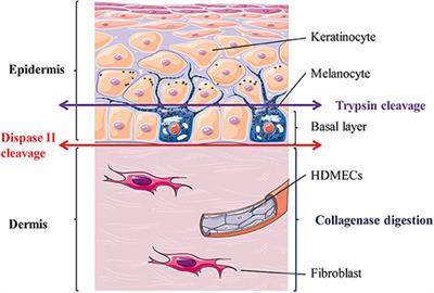 A Method for Isolating and Culturing Skin Cells: Application to Endothelial Cells, Fibroblasts, Keratinocytes, and Melanocytes From Punch Biopsies in Systemic Sclerosis Skin